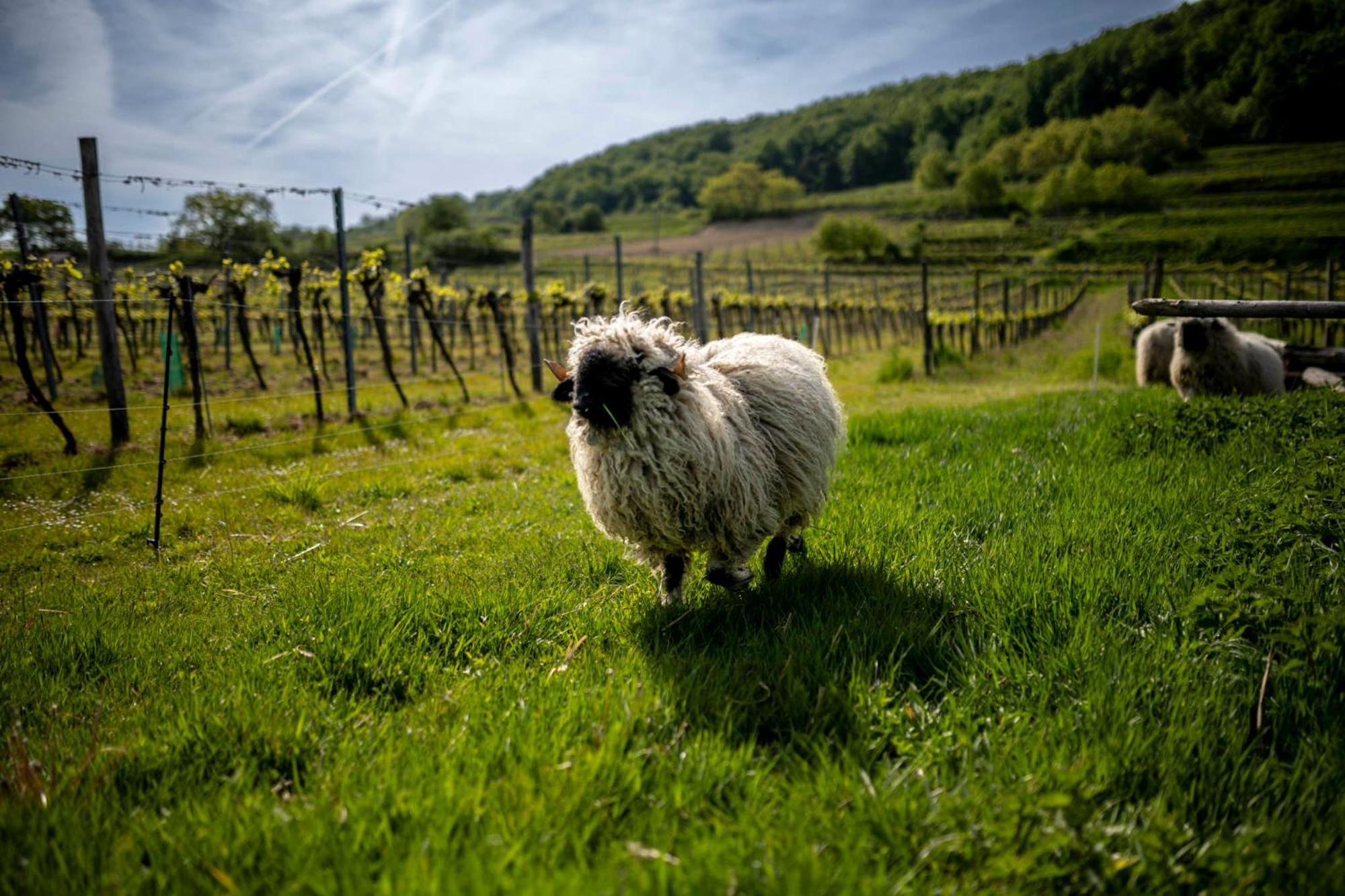 Weingut Jakob'S Ruhezeit Mautern Eksteriør bilde
